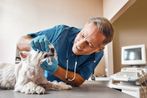 Best Same-Day Emergency Dentist in Rochester, MI
